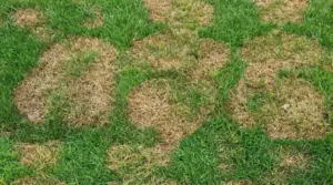 Prato con ampie zone secche e ingiallite alternate a ciuffi d’erba verde